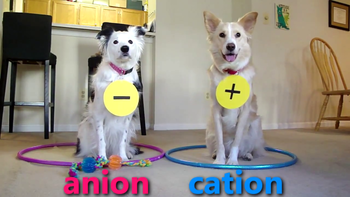 Two dogs standing in hula-hoops labeled anion and cation.