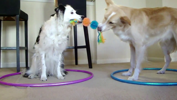 Two dogs in hula-hoops fighting over chew toy.