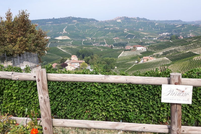 Barolo, Italy vine and hazelnut production.