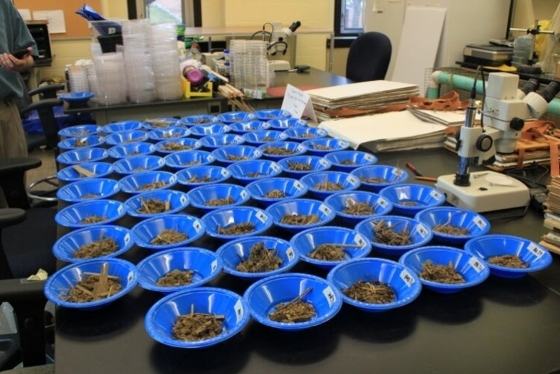 Table full of small blue dishes filled with earthworm burrow samples