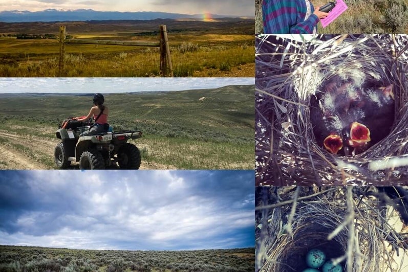 Collage of fieldwork images includes baby birds in a nest and riding an ATV on a prarie trail