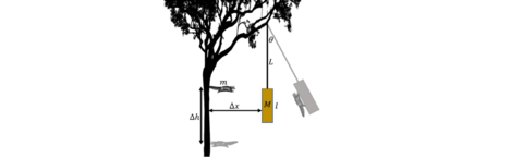 Figure from previous SIN exam; free body diagram of squirrel stuck in a tree.