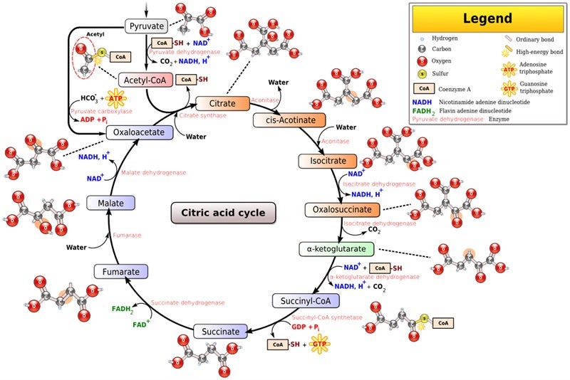 Krebs cycle