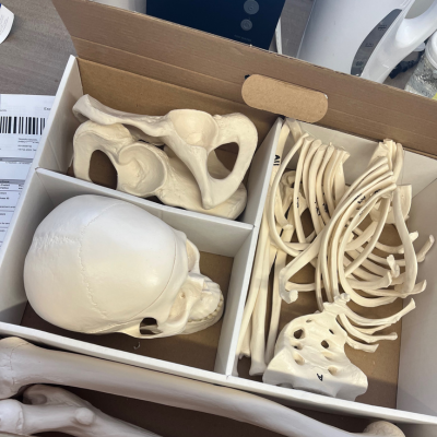 human skeleton model in a box