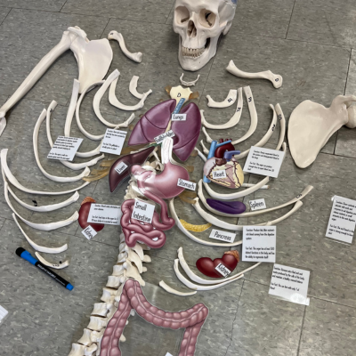 human skeleton model laid on the floor with labels on the different parts 